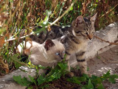 Прикрепленное изображение: P9085753.jpg